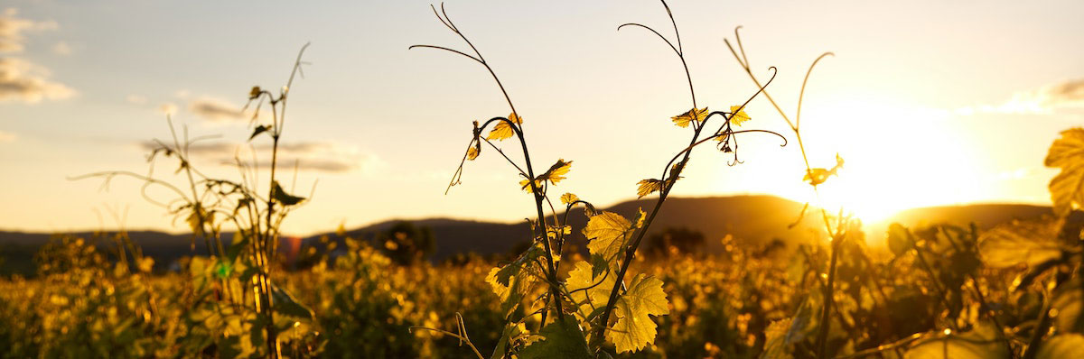 vineyard-photo