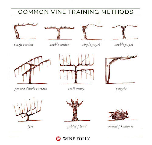 pruning-methods